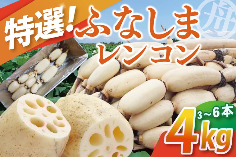 
            【先行予約】【特選】ふなしま蓮根(4kg箱)3～6本【レシピ 高品質 幻の蓮根 老舗 希少品種 柔らかい】(82-01)
          
