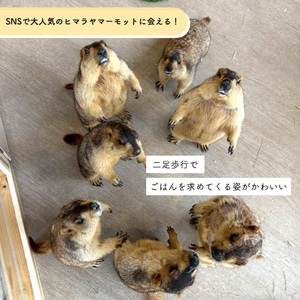 マーモット村大阪 体験チケット(ふらっとプラン) [2608]