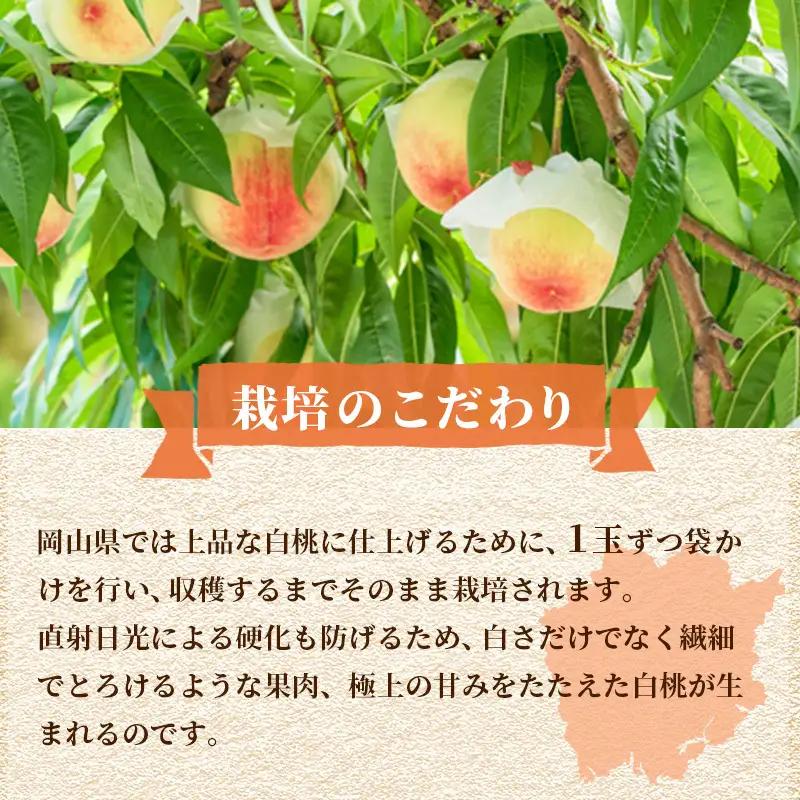 桃 2026年 先行予約 ご家庭用 白桃（晩生種）5～6玉 合計約1.5kg  岡山県産 桃