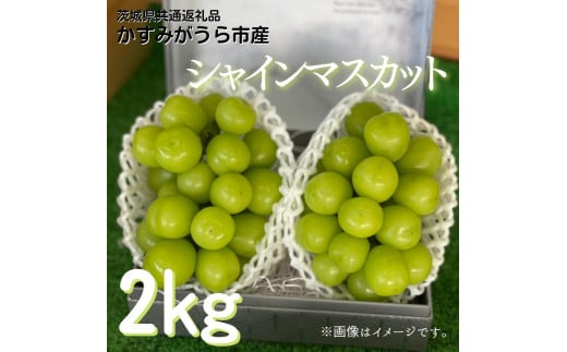 シャインマスカット　2kg（茨城県共通返礼品・かすみがうら市産）