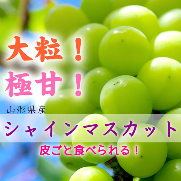 【定期便6回】山形市産 厳選フルーツ定期便 【令和6年産先