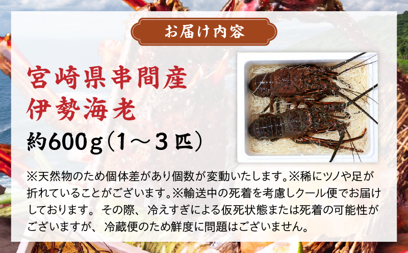KU067 ＜数量限定＞宮崎県串間産伊勢エビ(計約600g・1～3匹) 【合同会社Houryoumaru】【KU067】_K027-004