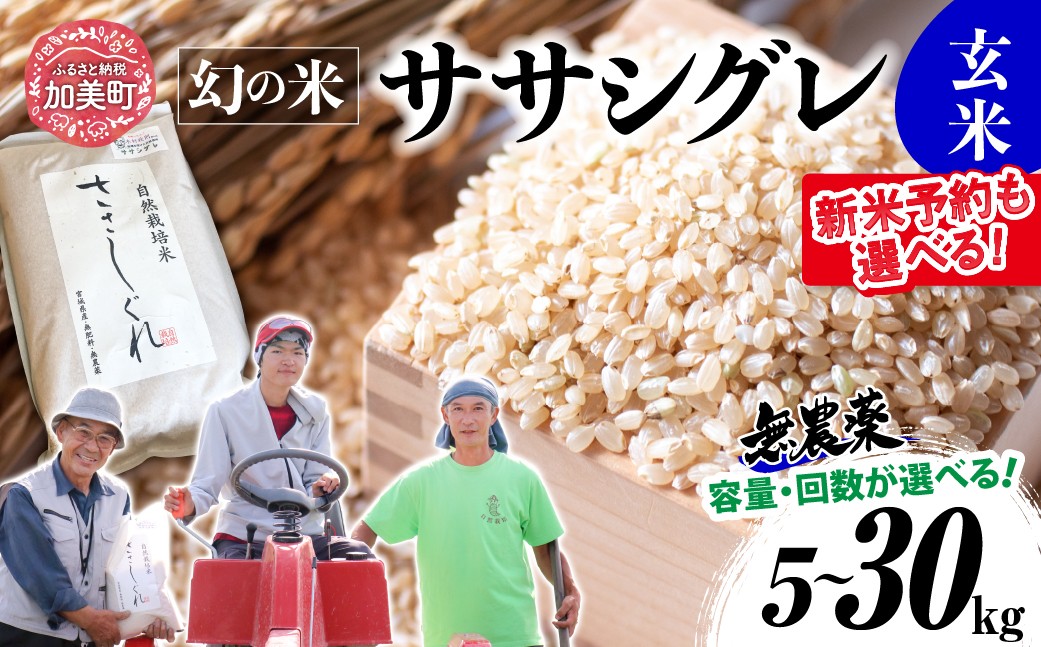 
                  【新米予約も選べる】《 希少品種米 》  米 令和7年 令和8年 宮城県産 ササシグレ ( 栽培期間中農薬・肥料不使用 ) 玄米 5kg 10kg 単品 3ヶ月 6ヶ月 定期便 も 選べる [ 宮城県 加美町 ]  米 お米 こめ コメ 無農薬 玄米 ささしぐれ nt-ss
                