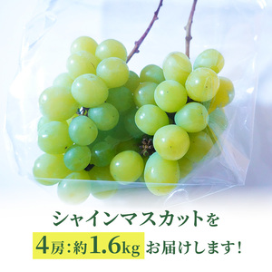 [2026年発送] 北海道 仁木町産 シャインマスカット 約1.6kg 4房（1房400g前後） 果物 ぶどう フルーツ 果物類 ブドウ マスカット [和田農園]
