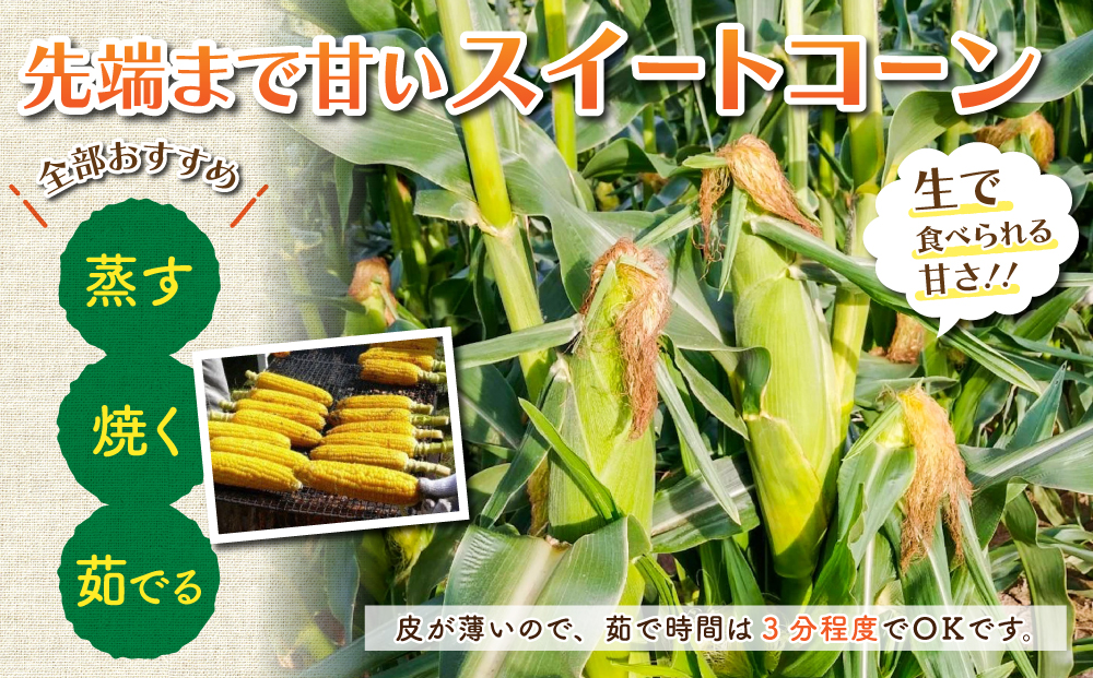 東御市産スイートコーン15本【7月中旬～9月上旬お届け】