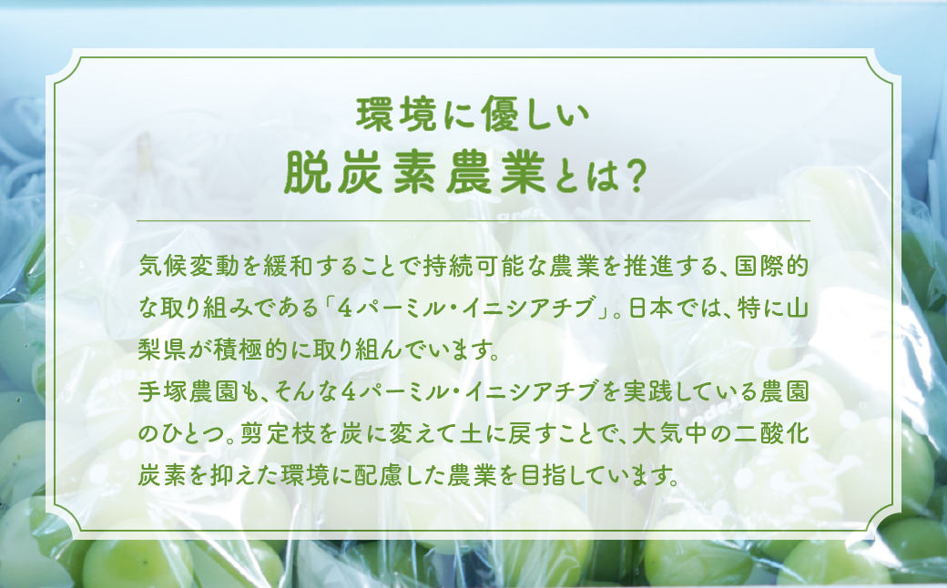 【先行予約2025年/令和7年発送分】種なしピオーネ　約2㎏