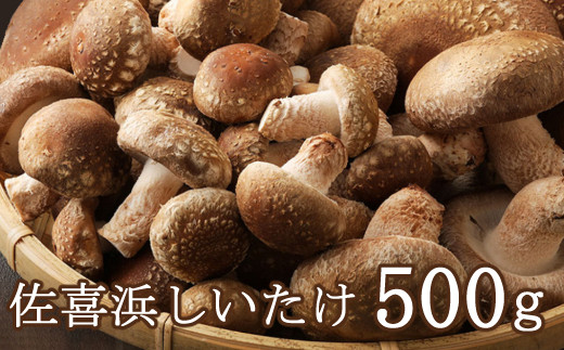 
佐喜浜しいたけ【約５００ｇ】_ 国産 高知県 椎茸 シイタケ
