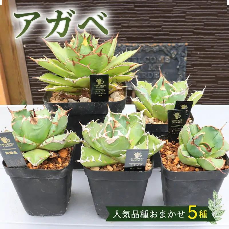 アガベ 5種 チタノタ 観葉植物 多肉植物