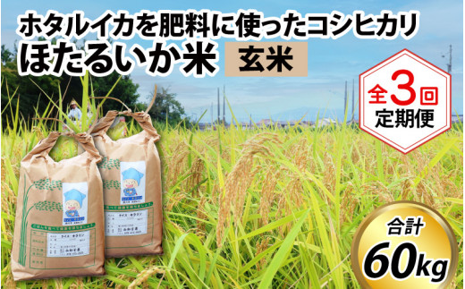 ほたるいか米（玄米20kg）×3回 計60kg【3ヶ月定期便】