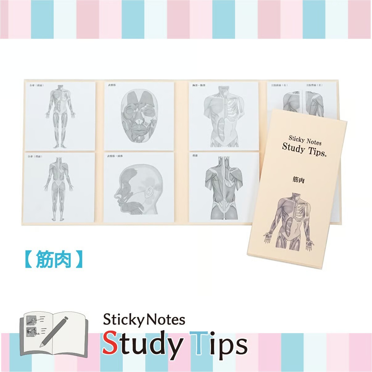 
                  5-8_人体付箋 【Sticky Notes Study Tips】 (スタディチップス) 筋肉｜付箋 筋肉 医師 医者 医学 からだ ほね 学習 付せん 勉強 セット 文具 メモ プレゼント 便利 書き込み 役立 塾 メモ帳 ギフト 子供 子ども 孫 受験 予習 復習 宿題 8種類 ブック型
                