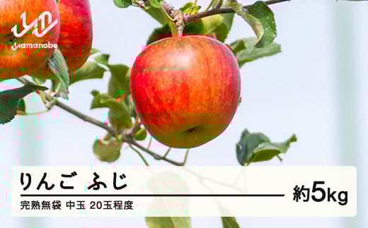 《先行予約》2025年産 渡辺果樹園 完熟無袋 りんご ふじ 約5kg（20玉程度）中玉 2025年12月上旬より順次発送 秋果実 果物 フルーツ サンふじ F20A-142