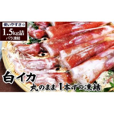 ふるさと納税 香美町 白イカ(冷凍)約1.5kg(5-13杯程度入)