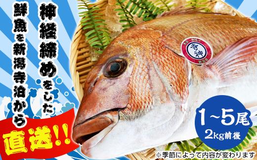 
59-03A寺泊神経締めブランド【寺神】厳選鮮魚
