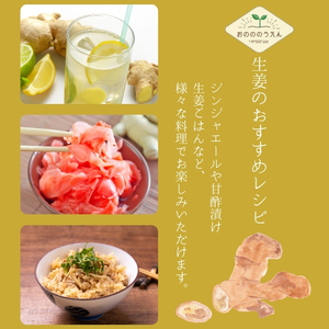 【2026年発送分予約】京都府産　新生姜 5kg 栽培期間中 農薬 化学肥料 除草剤不使用 生姜 しょうが 酢漬け 薬味 野菜 紅茶 ガリ チューハイ 健康 国産 おつまみ myz11 myz20