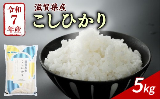 こしひかり 5kg 令和7年産 米 精米 こめ コメ お米 ご飯 米 コシヒカリ 5キロ 令和7年 滋賀 彦根 【近江米】