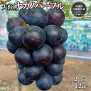 【ふるさと納税】【2024年先行予約】有機肥料を中心に栽培された大粒ナガノパープル1.2kg朝どり産地直送（茨城県共通返礼品・かすみがうら市産）