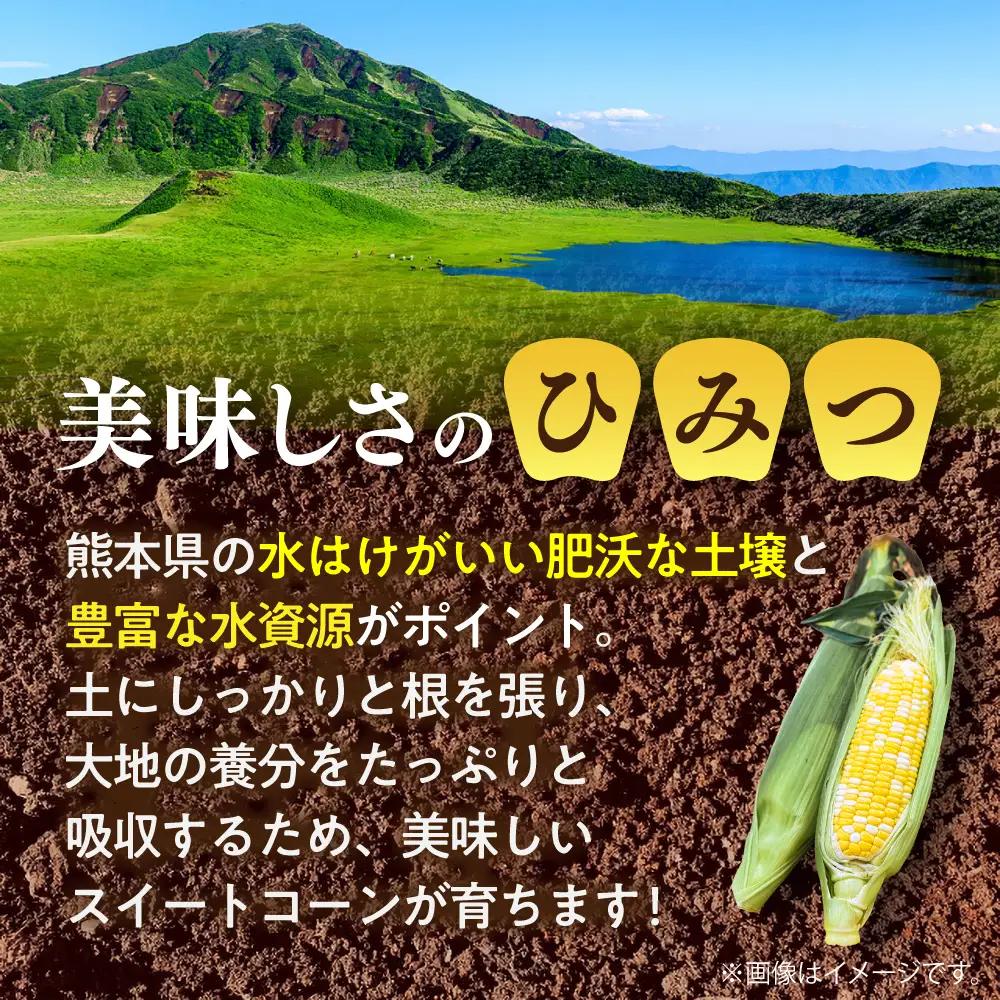 【先行予約】【2027年5月下旬より順次発送】スイートコーン ドルチェドリーム 約4kgBHCJ002 とうもろこし とうもろこし