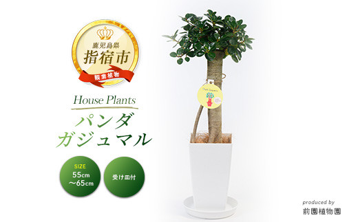 2026年1月中旬～発送【観葉植物】パンダガジュマル55cm～65cm(前園植物園/IB002-002) 南国鹿児島県で育った 観葉植物！植物 鉢付 インテリア 室内 オフィス おしゃれ プレゼント ギフト 開店祝い 移転祝い マイナスイオン【配送不可地域：北海道・沖縄県・離島】