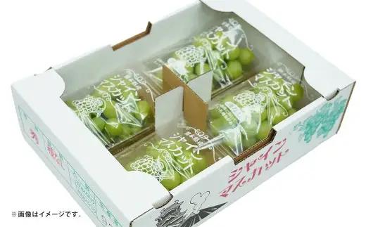 シャインマスカット ぶどう 4パック 約1.2kg マスカット ブドウ 葡萄 高級ぶどう 高級 果物 くだもの フルーツ 果実 甘み 皮ごと 国産 熊本県産 冷蔵 【 2027年7月下旬～8月下旬発送