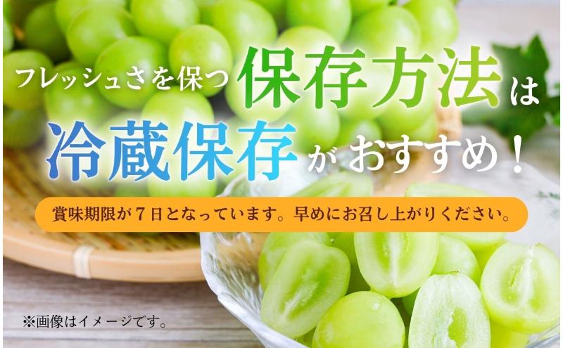 【2026年産】 ぶどう シャインマスカット 4～5房 約2kg 葡萄 ブドウ マスカット 2kg 果物 くだもの フルーツ デザート 旬の果物 旬のフルーツ 長野県 長野