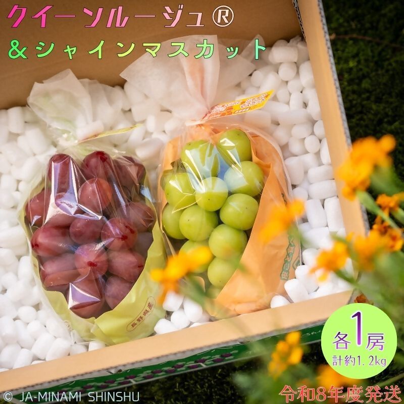 【ふるさと納税】【令和8年度発送先行予約品】8-J32 クイーンルージュ®＆シャインマスカット 秀品 約1.2kg (各1房)　クイーンルージュ シャインマスカット 2種類 1房 ずつ