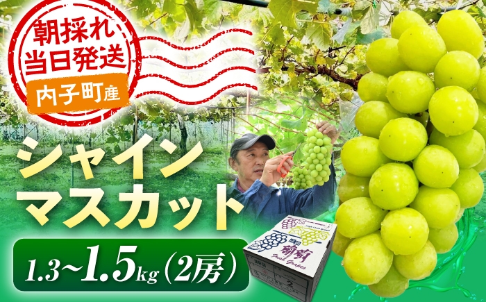 
                  シャインマスカット 1.3～1.5kg (2房) 愛媛県内子町 / 井上農園 / シャインマスカット しゃいんますかっと マスカット muscat フルーツ くだもの 果物 完熟 高糖度 ギフト 贈り物 贈答用 プレゼント 化粧箱 人気 おすすめ 送料無料 お取り寄せ 愛媛 国産 愛媛県 内子町 産地直送 [BKCS002]
                