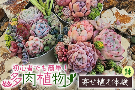 可愛い多肉植物寄せ植え体験鉢
