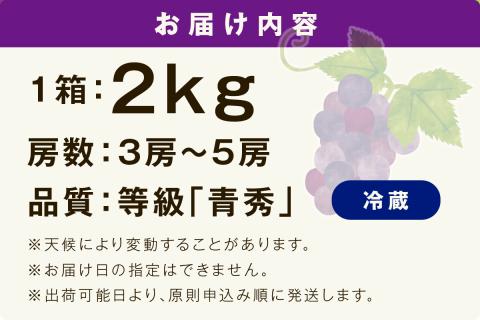 【先行予約】【2025年産】山陰浜田の特産果樹ピオーネ（2kg）＜8月下旬から発送開始予定＞ ふるさと納税 ぶどう ふるさと納税 ピオーネ ブドウ 葡萄 フルーツ くだもの 果物 【010_1945】
