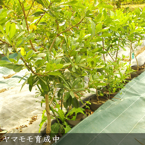 大苗 ◇ ヤマモモ(山桃) (品種おまかせ)[地中ポット苗] 《果樹 果樹苗 落葉樹 苗木 瑞光 森口 やまもも》※北海道・沖縄・離島への配送不可 ※2025年10月中旬～12月頃、2026年4月上旬