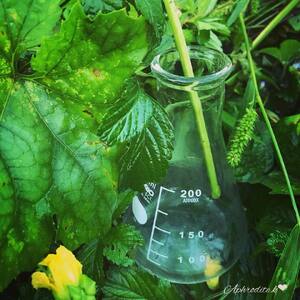 【天然成分100％】 天海のしずくオーガニック 化粧水