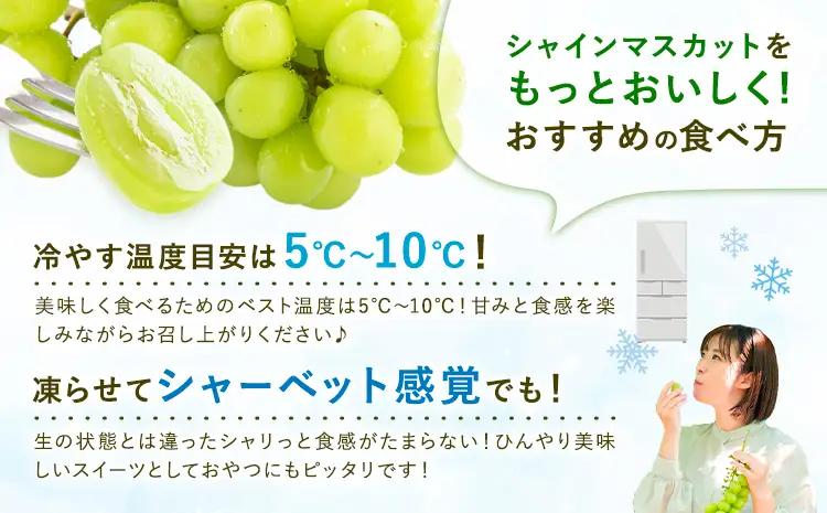 先行予約 シャインマスカット 秀品 内容量 約1kg(2房) 日本フルーツ《7月下旬-8月末頃出荷》熊本県 荒尾市 ぶどう ブドウ 果物 フルーツ スイーツ デザート ギフト ご贈答