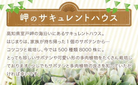 【初心者におすすめ】多肉植物の小苗10本（10種類）セット