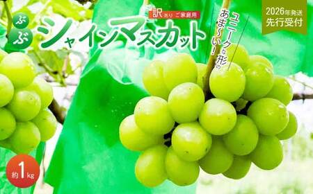 《2026年夏頃発送・先行受付》【ひのきファームランド】 訳あり ぶぶシャインマスカット 1kg ぶどう マスカット 果物 フルーツ 233001