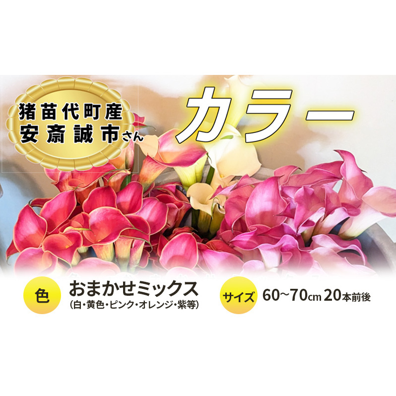 【2025年先行予約】【数量限定】花 カラー ( 生花 ) 60～70cm おまかせミックス 20本前後 生産者：安斎誠市 猪苗代産 プレゼント 贈り物 ギフト ※2025年9月上旬より順次発送予定 ※沖縄・離島への配送不可