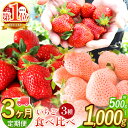 【ふるさと納税】【 定期便 3回 】 イチゴ 生産量 西 日本一 玉名市 !! 3種 いちご 500g or 1000g | フルーツ 果物 苺 いちご 白 いちご 淡雪 熊本県 玉名市 熊本 玉名 たまな tamana 期間限定 果物 フルーツ 冬 旬 産地直送 玉名市オススメ返礼品 送料無料