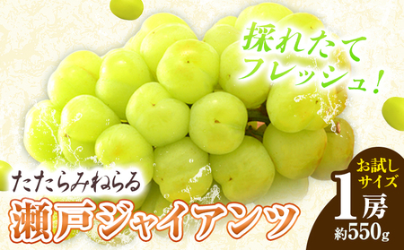 たたらみねらる 瀬戸ジャイアンツ 約550g　ぶどう