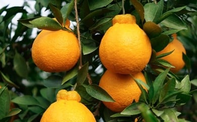 
            U16-0019　陳内農園　減農薬の木成り完熟！不知火3kg
          