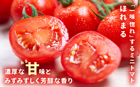 朝採りフルーツミニトマト＆完熟ほれまる ミニトマト 1kg