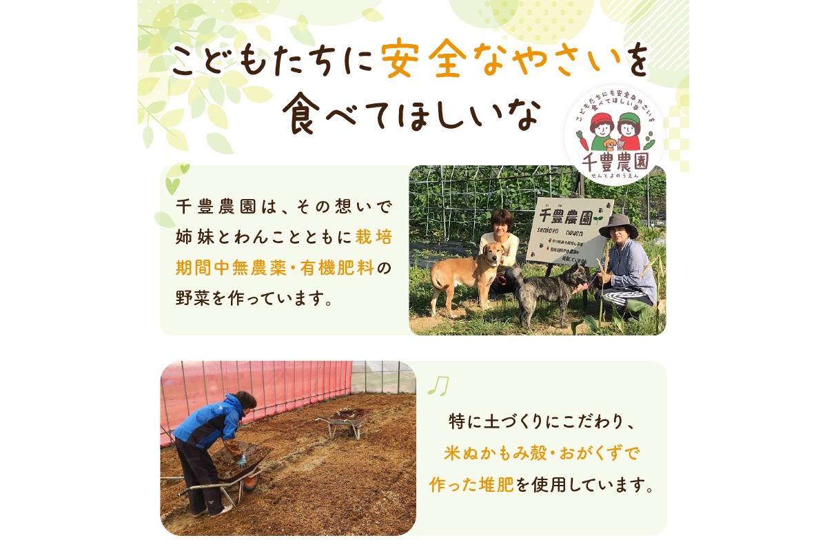 【数量限定50】農家直送 令和7年産　さつまいも3kgセット　SJ00008