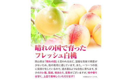 贈答用 桃 内容量 2.4kg ハレノフルーツ （犬塚農園） 《6月末-8月中旬頃出荷》岡山県 浅口市 フルーツ モモ 果物 青果 旬 おかやま夢白桃 白麗 白鳳 清水白桃 なつごころ 加納岩白桃【配