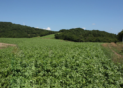 干し大根（ 輪切り ） 40g×30袋 /  煮物 炒め物 漬物 サラダ 岩手県 遠野産 青首大根 高原大根 道の駅遠野風の丘  菊池農産