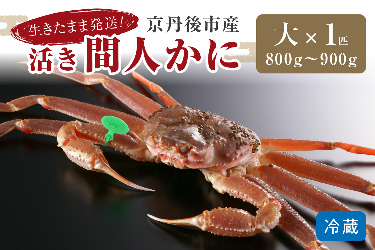 かに卸し問屋がお届け・浜競り厳選！幻の活間人ガニ 800ｇ～900ｇ 大サイズ（1月～3月発送）／北畿水産