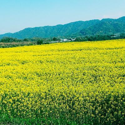 ふるさと納税 御船町 古式圧搾製法一番搾り　純なたね油825g・純ごま油660g　2本セット |  | 01