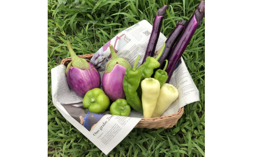 【定期便6回】那須ブランド 那須高原野菜セット｜野菜 お野菜 新鮮 詰め合わせ やさい みずみずしい 美味しい 自然 栃木県 那須町〔P-150〕※北海道・沖縄・離島への配送不可 ※2025年5月上旬