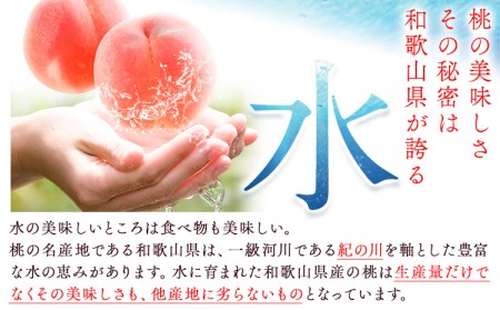 もも とれたて桃 旬の桃をお届け 約2kg 原農園《2025年6月中旬-8月下旬頃出荷》 和歌山県 紀の川市 果物 フルーツ 桃 もも モモ 日川白鳳 夏雄美 白鳳 なつっこ 滝の沢ゴールド つきあか