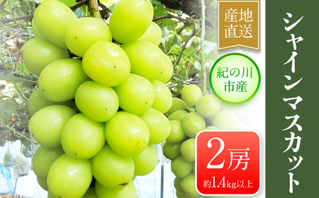 シャインマスカット 大粒約 約1.4kg(700g前後×2) ｍ＆ｎ果実園《8月下-10月上旬頃より出荷予定》和歌山県 紀の川市