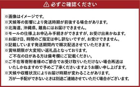 シャインマスカット晴王 約500g×2房 計約1kg【2025年8月下旬～11月下旬迄順次発送予定】 マスカット 葡萄 ぶどう ブドウ 果物 フルーツ 岡山県 倉敷市