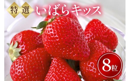 特選8玉　いばらキッス いちご イチゴ フルーツ 果物 茨城県 石岡市 A32-015