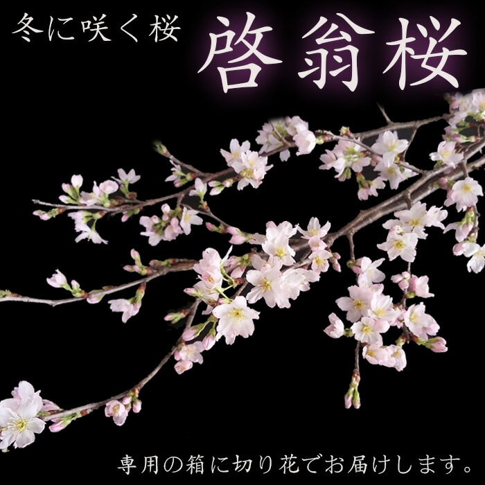 【ふるさと納税】【2026年発送】冬に咲く桜「啓翁桜」の切り花（80～90cm枝×8～10本）_F068(R7)