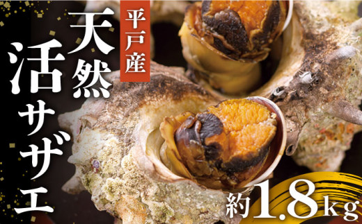 天然活サザエ 約1.8kg（10-13個程度）【株式会社ひらど新鮮市場】[KAB006]/ 長崎 平戸 魚介類 天然 サザエ